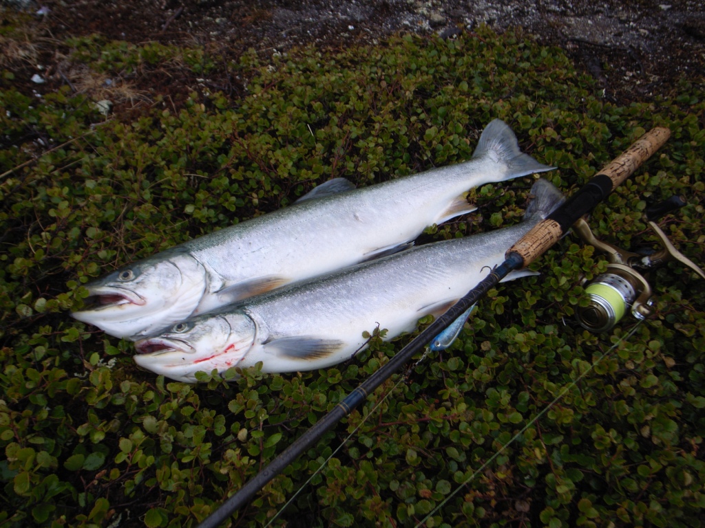 Arctic Char